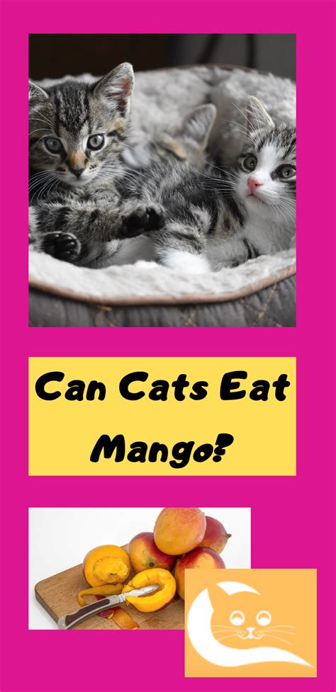How mango could benefit your cats diet. Can Cats Eat Mango | Best cat food, Cats, Fancy salads