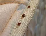 Images of Pest Control For Bed Bugs