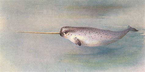 A New Audio Shows Shy Narwhals Sound Like Chainsaws Curious Times