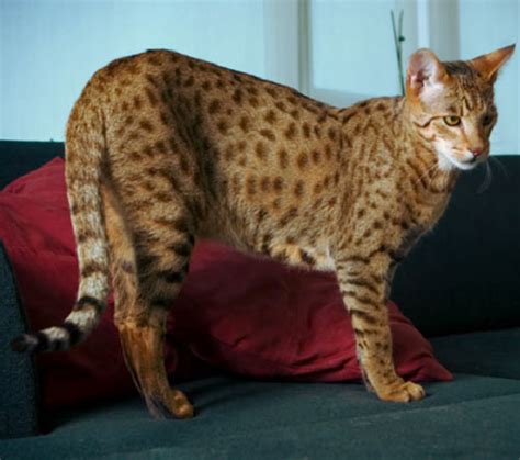 Ashera Worlds Largest Rarest And Most Exotic 20000 House Cat