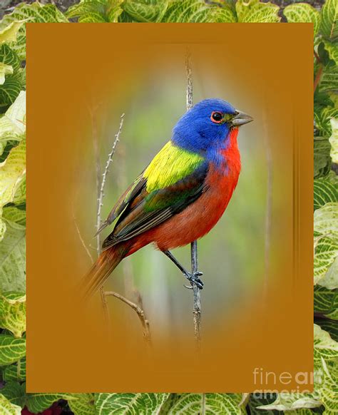 Rainbow Bird Digital Art By Norma Boeckler