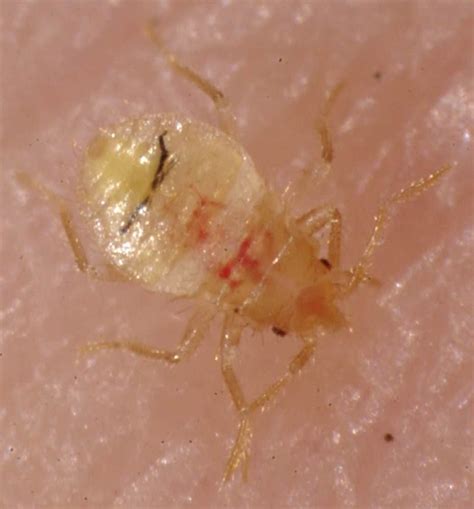 Bed Bug Shells Skins And Casings What You Need To Know Pestseek