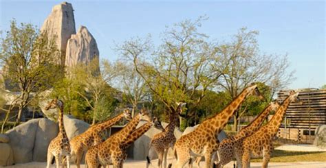 Les 20 Plus Beaux Parcs Animaliers Réserves Et Zoos De France