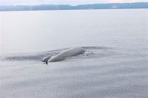 Researchers Make 1st Documented Sighting Of Brydes Whale In Tañon