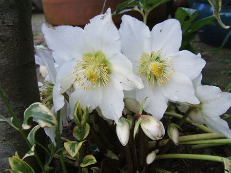 Hurrah For Hellebores Six Reasons To Want Some Of These Winter Wonders