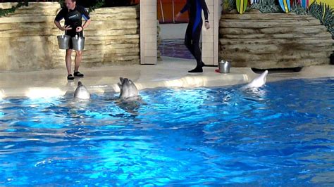 Brookfield Zoo Dolphin Show Scenes 5 Youtube