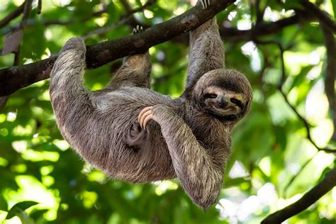 Three Toed Sloth Alchetron The Free Social Encyclopedia