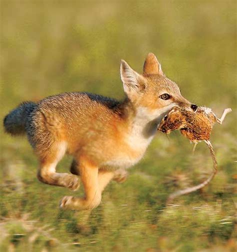 What to urban foxes eat? Animals eating Animals: Pictures of Foxes eating rabbits ...