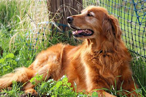 Why Are Some Golden Retrievers Red Dogblend
