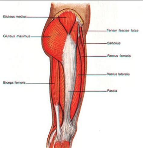 The important tendons of the elbow are the biceps tendon, which is attached the biceps muscle on the tendons are fibrous connective tissue, joining muscle to bone. Massage related News & Blogs - JUST KNEAD IT