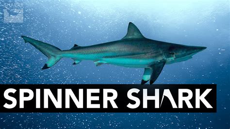 Spinner Shark Facts And Information