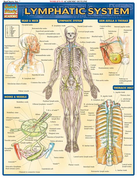 Bar Charts Quick Study Lymphatic System 7588 Studocu