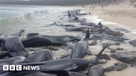 Whales In Mass Stranding On Western Australia Beach Bbc News