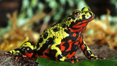 Oriental Fire Bellied Toad Care Sheet Reptiles Cove