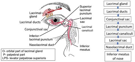 Lacrimal Apparatus Anatomy Qa