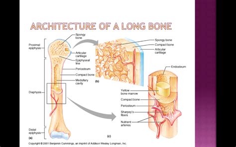 Serves as model for bone formation. A&P 1 - Unit 2 - The Skeletal System - Intro - Macroscopic ...