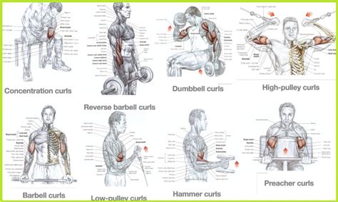 Three Exercises To Build Bigger Biceps