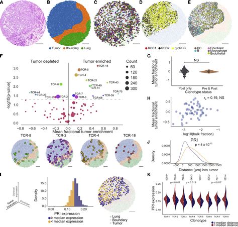 Spatial Maps Of T Cell Receptors And Transcriptomes Reveal Distinct