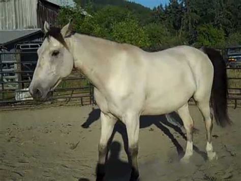 Your mustang buckskin stock images are ready. Sparky, Buckskin Mustang Gelding, free lunging - YouTube