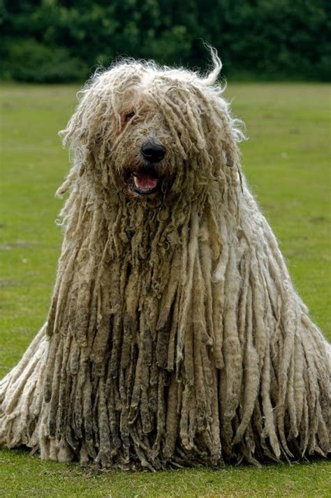 The 10 Hairiest Animals In The World A Z Animals