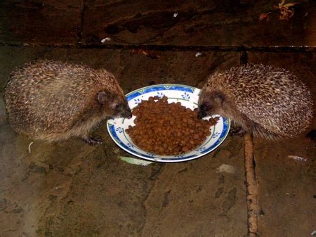 Though hedgehogs are able to eat a wide variety of animals, they don't eat as many slugs as you might think. Feed hedgehogs - Hedgehog Street
