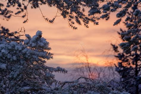 Winter Landscape With Sunset And The Forest Stock Image Image Of