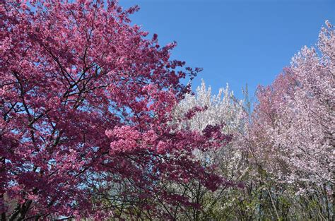What state has the most trees? Blossoms Off The Beaten Path: A Guide To D.C.'s Flowering ...