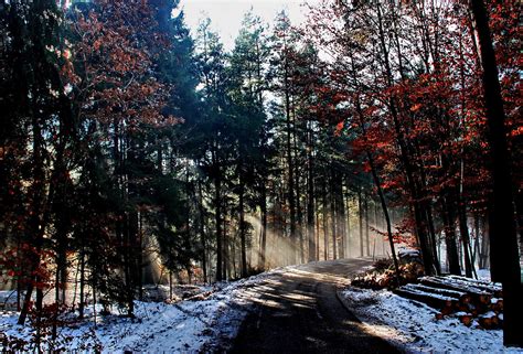 Landscape Nature Tree Forest Woods Winter Wallpapers Hd Desktop