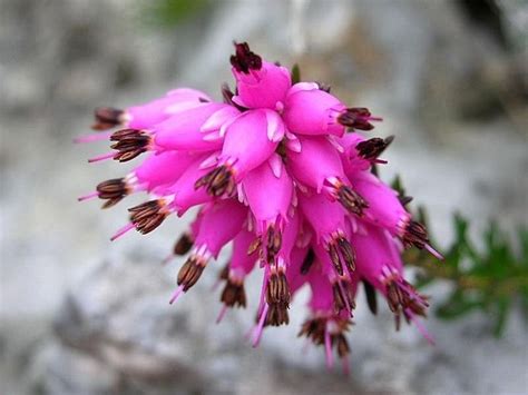 Fiore viola a forma di campana del piccolo fiore. Erica fiore - Piante perenni - Fiore dell'erica