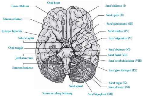 Saraf Otak Kranial Manusia Struktur Fungsi Bagian