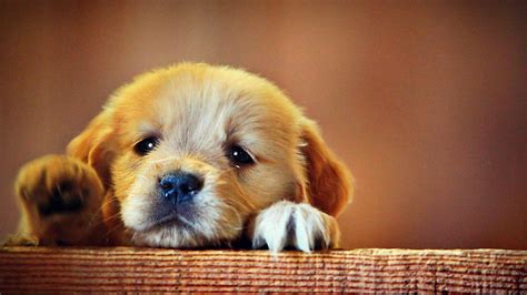 Cute Puppy Pictures We Need Fun