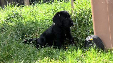 Adorable Springador Puppy First Day At New Home Youtube