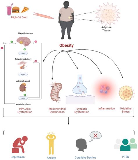 Obesity As A Cause Of Cancer Encyclopedia Mdpi