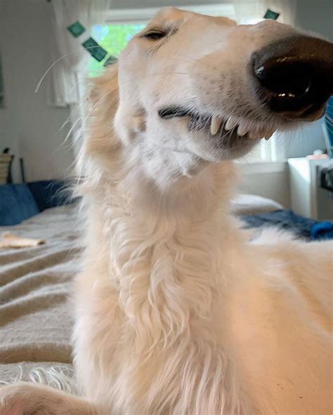 Meet Eris The Borzoi Dog With An Unusually Long Snout