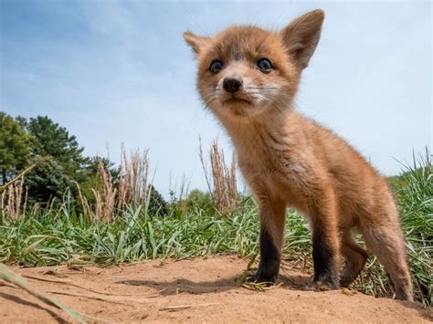 Red Fox Kit Smithsonian Photo Contest Smithsonian Magazine