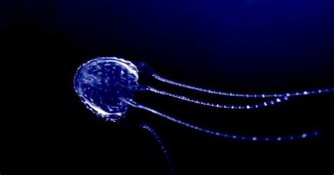 Irukandji Jellyfish Facts Location Habitat Diet