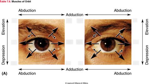 Eye Movements Diagram Quizlet