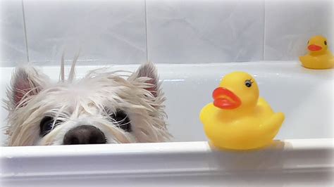 Romeos Bath Time ~ Romeo · Westie · Senior Dog · Lovely