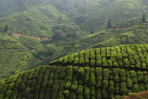 Tea Plantations And Colonial Sanitariums Ceylon Tea Plantation Central