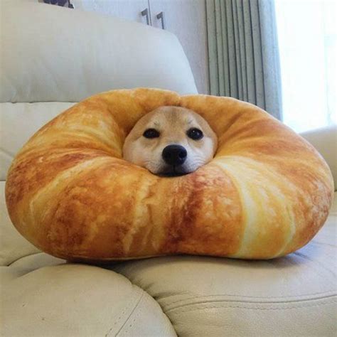 Dog And Croissant Сиба ину Собаки