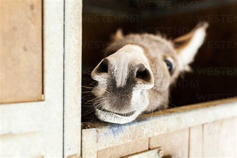 Donkey Looking Out Of Stable Stock Photo