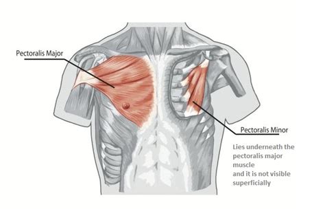 Three dimensional view of the female reproductive system, full frontal view. Chest Muscles Anatomy • Bodybuilding Wizard