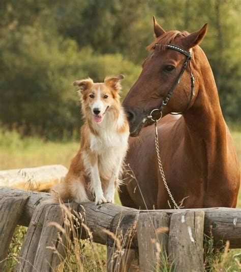 Dogs And Horses List