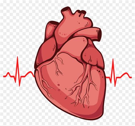 Human Heart Clipart Png Real Heart Drawing Free Transparent PNG Clipart Images Download