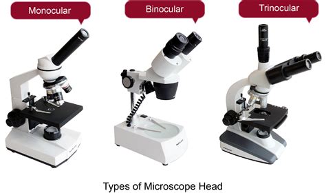 Microscope Buying Guide How To Choose A Microscope 2022