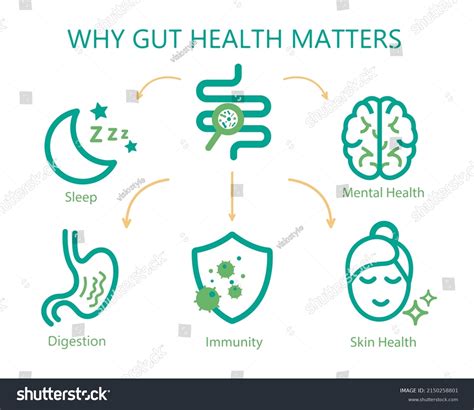Why Gut Health Matters Landscape Poster Stock Vector Royalty Free