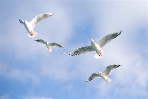 Beautiful Seagulls Flying High In The Blue Sky With Clouds Stock Image