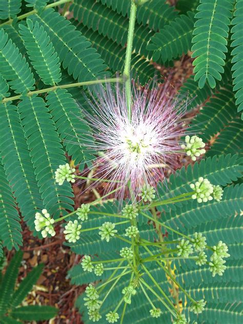 Mimosa Flower Betsy Ott Flickr