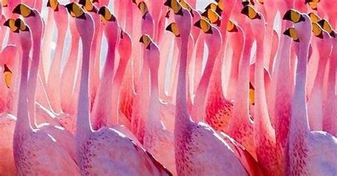 Flamingos Imgur