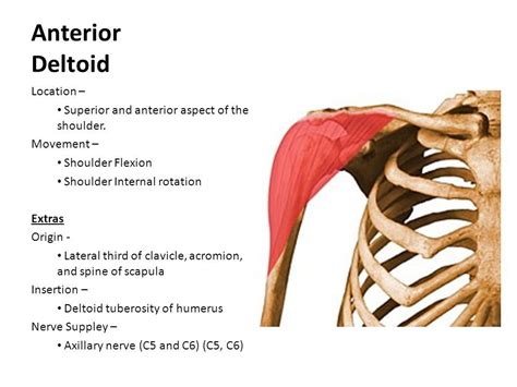 The human shoulder is made up of three bones: Shoulder Muscles Diagram Posterior / Rotator Cuff: Anatomy ...